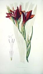 Gladiolus: (Rouge) de 